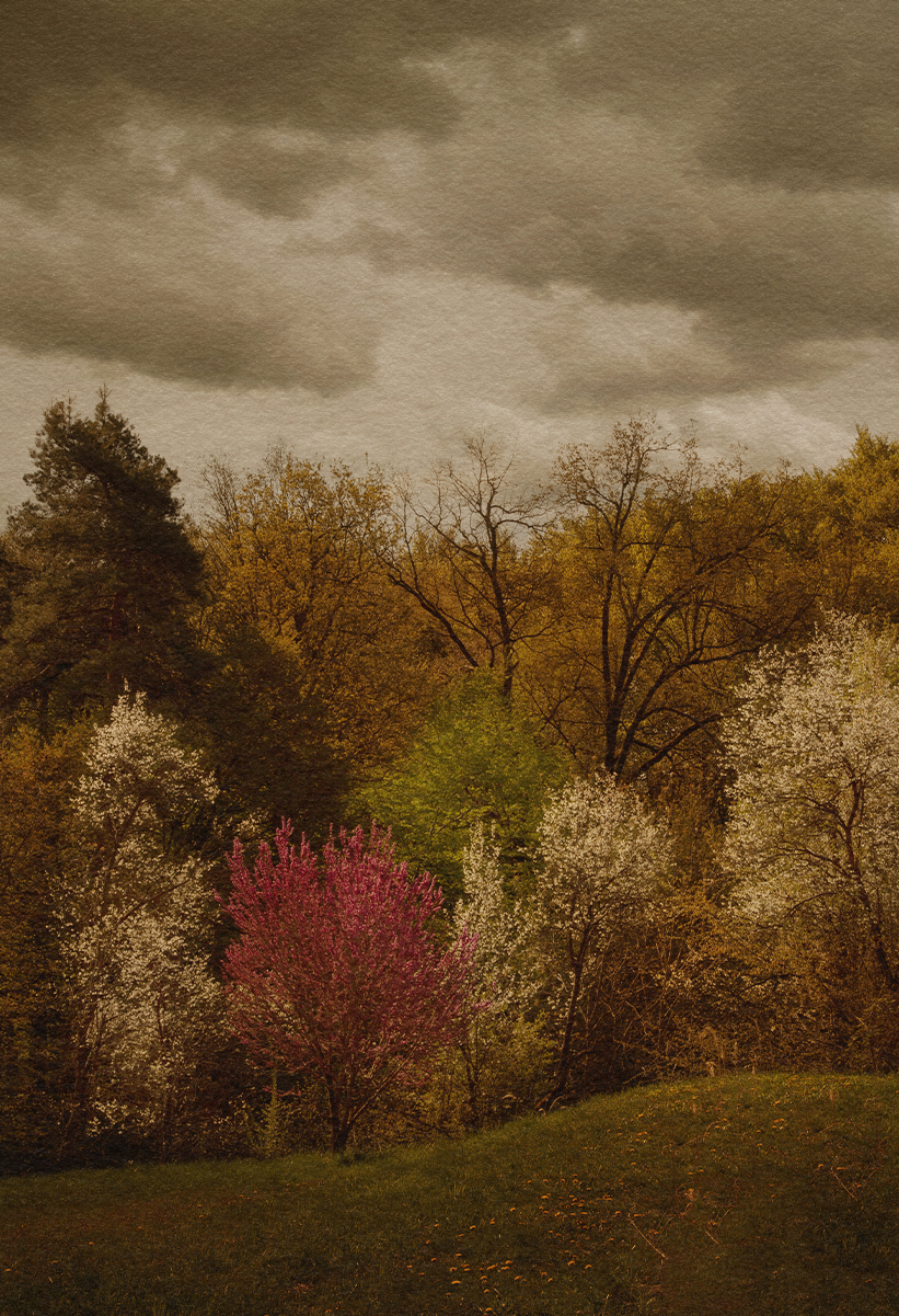 Garden and Trees, Eiche, Quercus